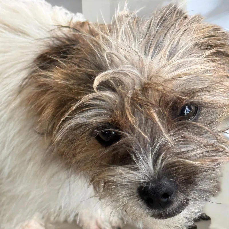 Presley thumbnail 4