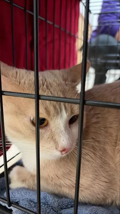 An adult small-sized male Domestic Short Hair cat named Sheldon for adoption in West Chester, PA