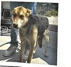An adult medium-sized male German Shepherd Dog dog named Prince John for adoption in San Luis, CO