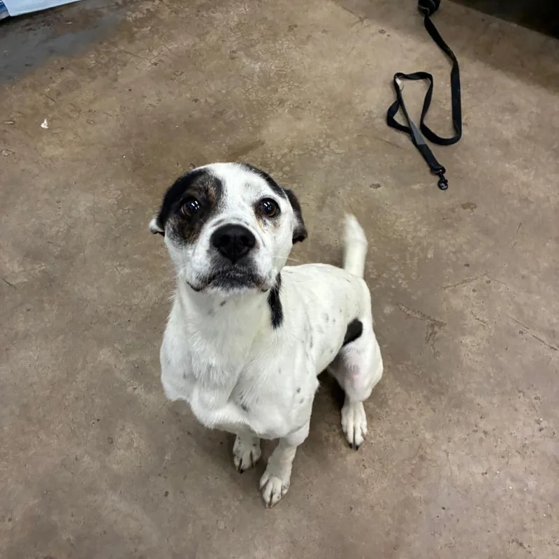 A young medium-sized male White / Cream Mixed Breed dog named Austyn for adoption in Corbin, KY