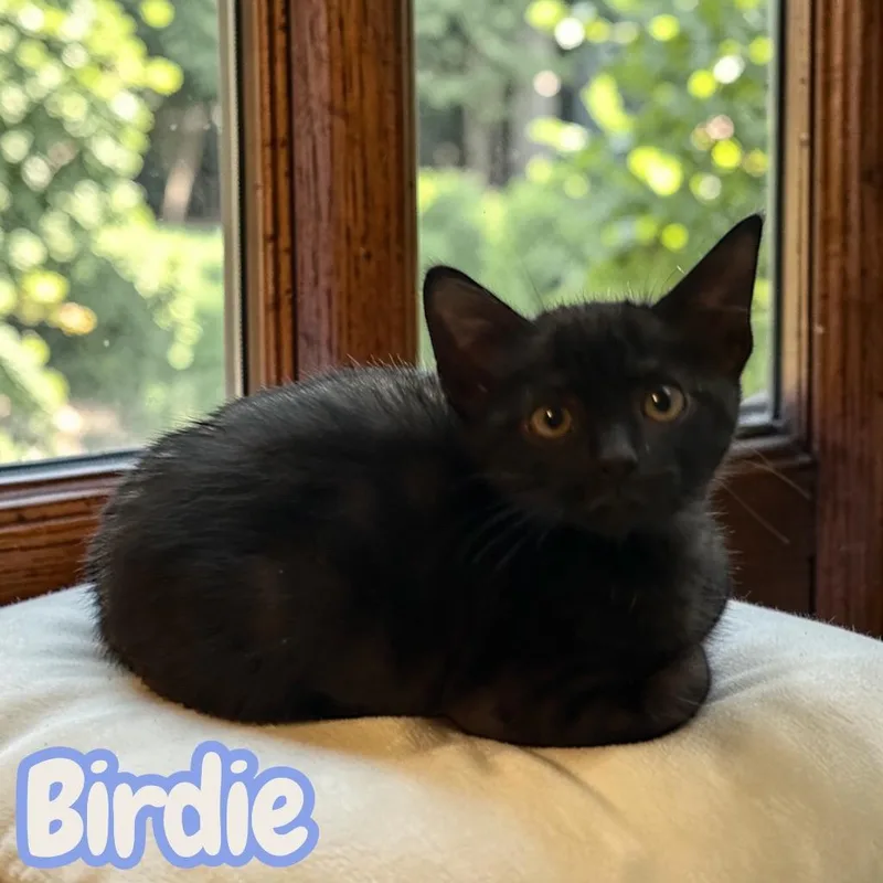 Birdie thumbnail 2