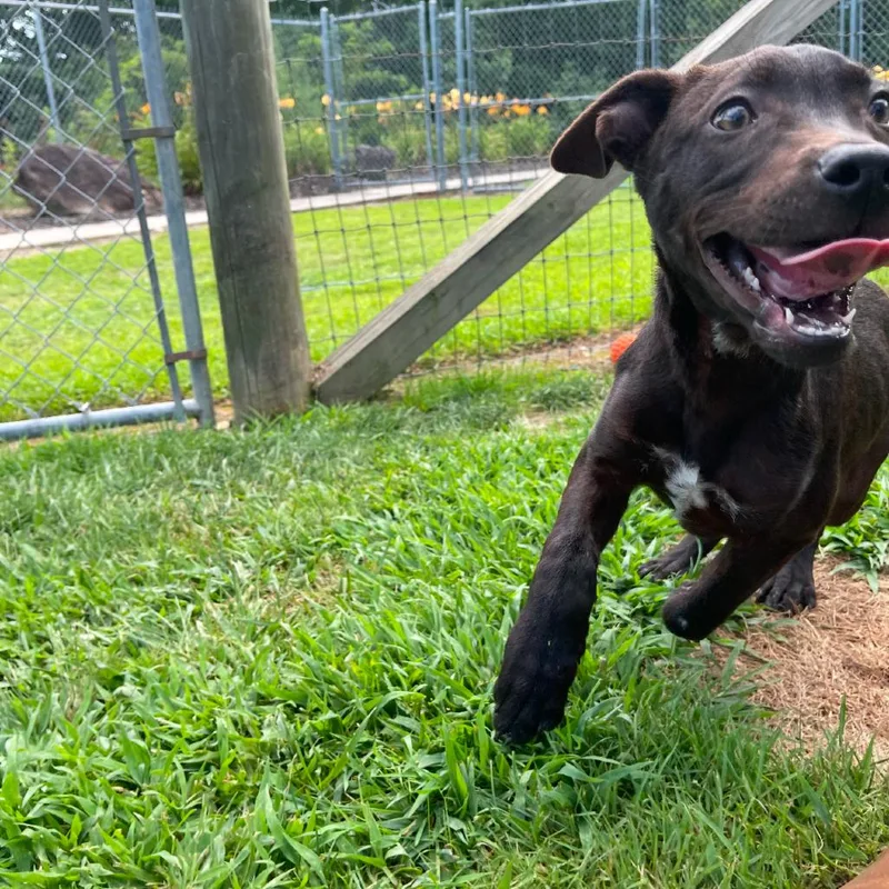 White Lightnin thumbnail 2