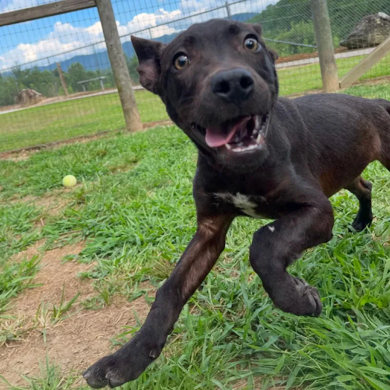 White Lightnin thumbnail 3