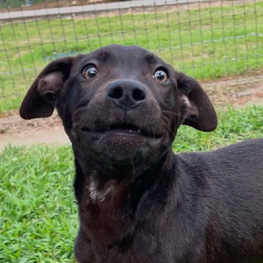 White Lightnin thumbnail 4