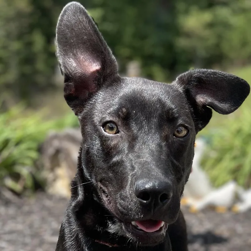 White Lightnin thumbnail 5