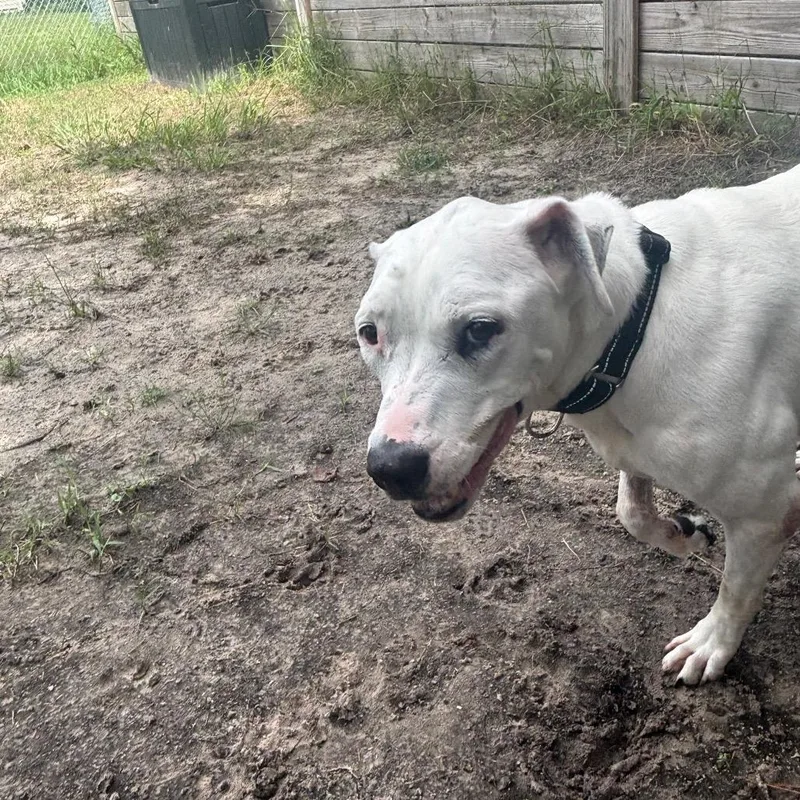 A senior medium-sized female Mixed Breed dog named Callie for adoption in Middleburg, FL