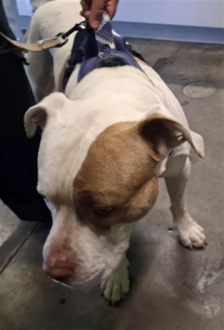 An adult extra large-sized male Pit Bull Terrier dog named Biggie for adoption in Los Angeles, CA