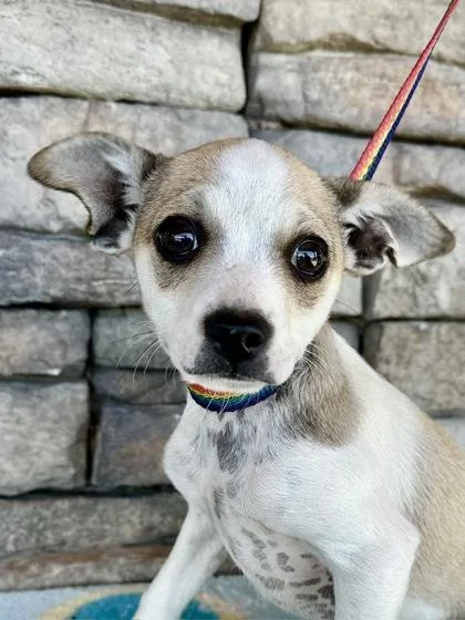 A baby small-sized female French Bulldog dog named Flower for adoption in Yakima, WA