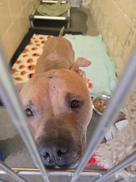 An adult large-sized male Pit Bull Terrier dog named Omar for adoption in Oceanside, CA