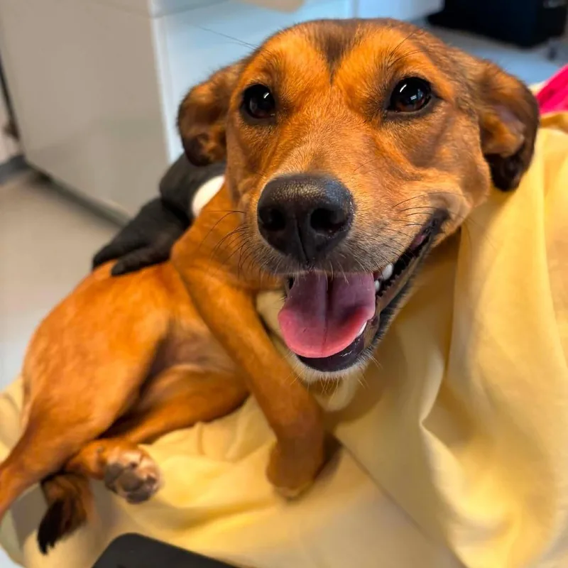 A baby medium-sized female Brown / Chocolate Mixed Breed dog named Pippa for adoption in Huntington, WV