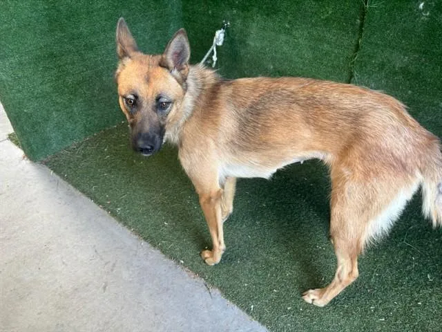 An adult large-sized female Australian Shepherd dog named Ceecee for adoption in Lancaster, CA