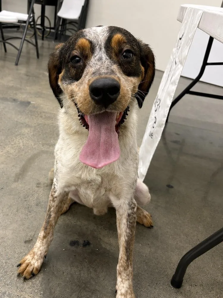An adult large-sized male Tricolor (Brown, Black, & White) Treeing Walker Coonhound dog named Spot for adoption in Irwin, PA