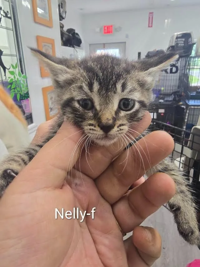 Nelly