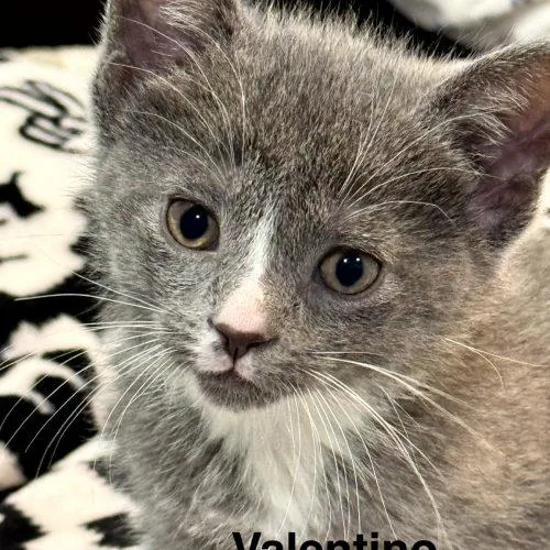 Valentino thumbnail 2