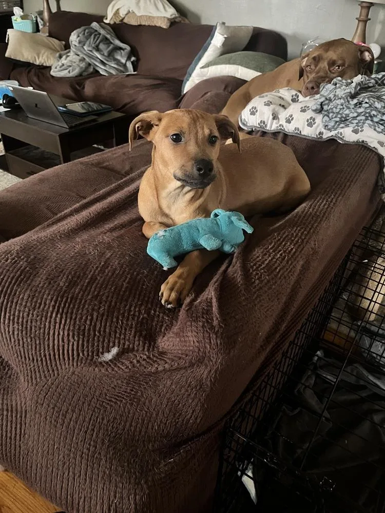 A baby medium-sized male Red / Chestnut / Orange Labrador Retriever dog named Rover for adoption in Plymouth, MI