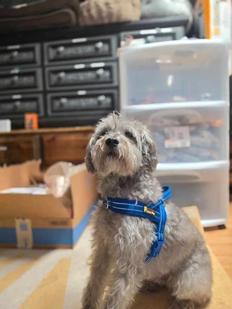 An adult small-sized male Gray / Blue / Silver Mixed Breed dog named Teddy Bear for adoption in Dorr, MI