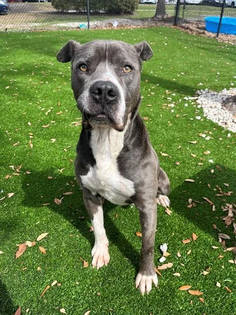 A young medium-sized male Mixed Breed dog named Echo for adoption in Jacksonville, FL
