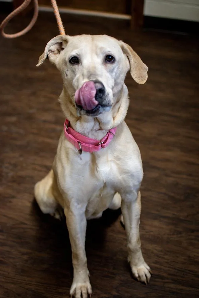 A senior large-sized female Yellow / Tan / Blond / Fawn Labrador Retriever dog named Nora for adoption in Frankfort, NY