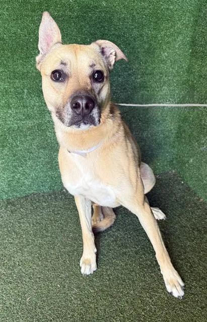 An adult medium-sized female German Shepherd Dog dog named Sky for adoption in Lancaster, CA