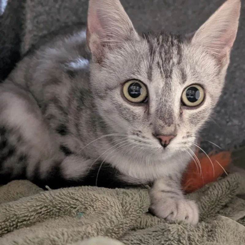 A baby small-sized male Gray / Blue / Silver Domestic Short Hair cat named Pisa for adoption in Buchanan Dam, TX