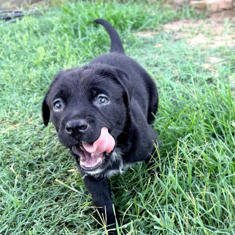 A baby medium-sized female Black Mixed Breed dog named Raven II for adoption in Mount Pleasant, TX