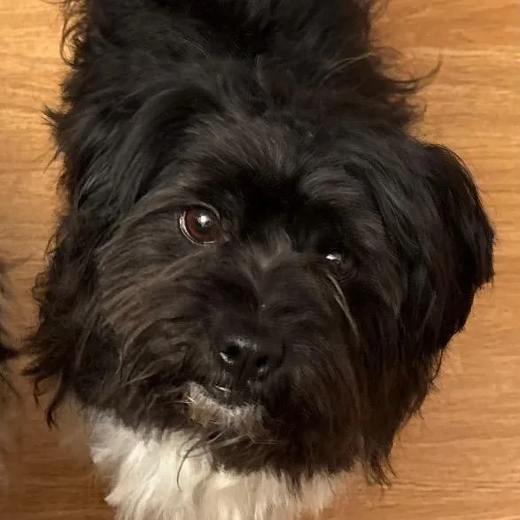 A baby small-sized male Black Mixed Breed dog named Chalkie for adoption in Rockville, MD