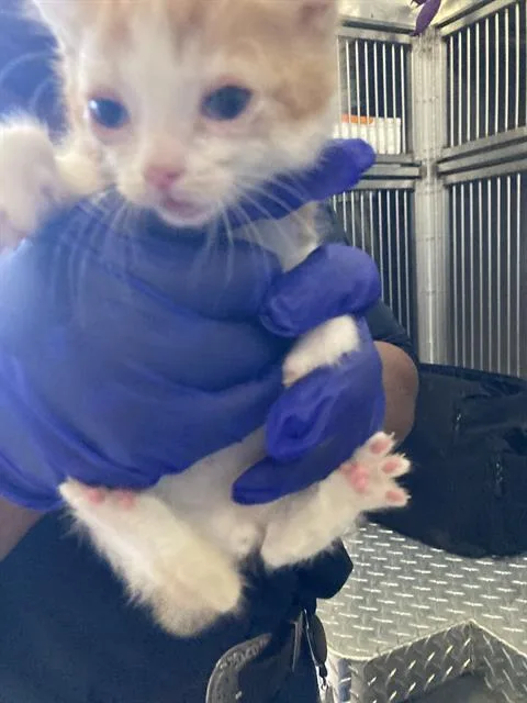 A baby small-sized male Domestic Short Hair cat named Nigel for adoption in Dallas, TX