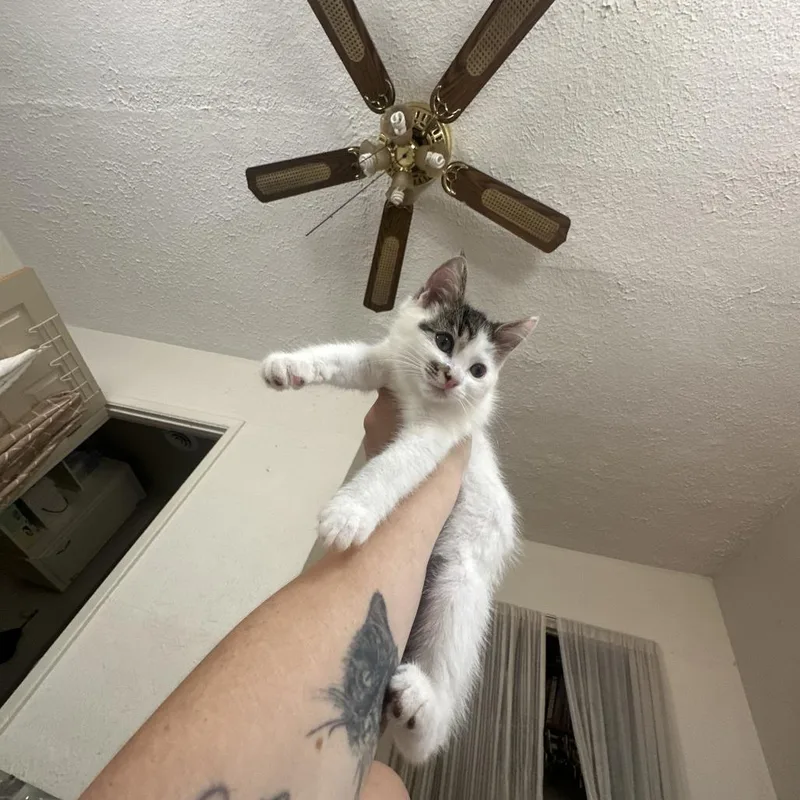 A baby small-sized male White Domestic Short Hair cat named Turner for adoption in PITTSBURGH, PA
