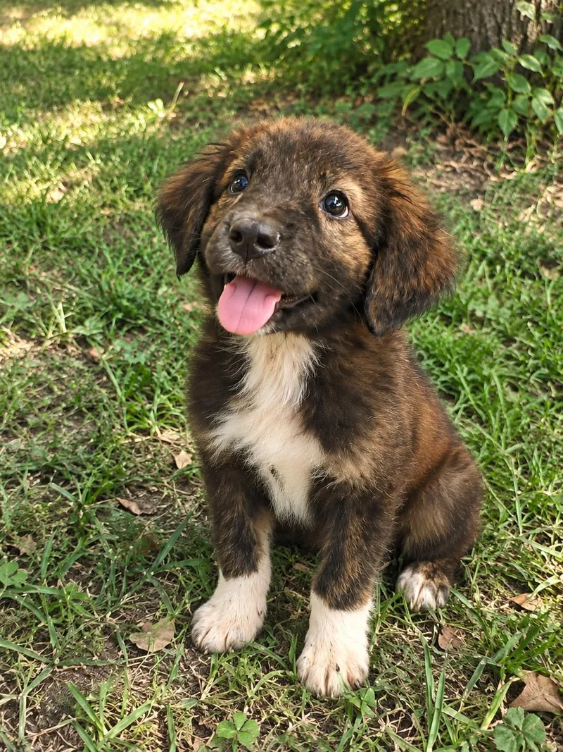 A baby medium-sized male Australian Shepherd dog named Buster Brown for adoption in Dallas, TX