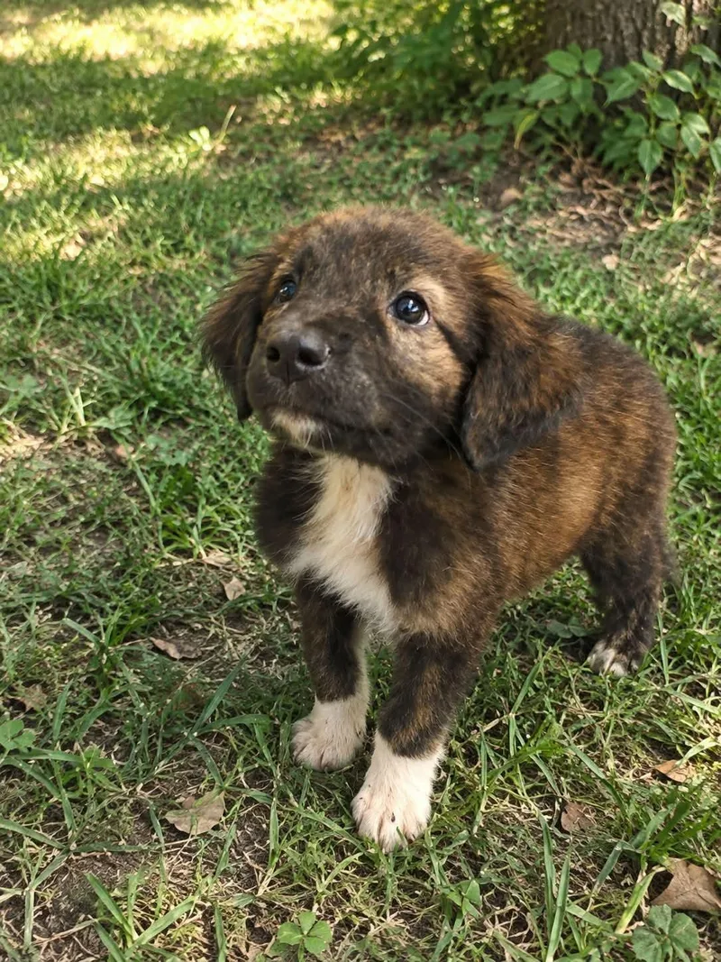 Buster Brown thumbnail 3