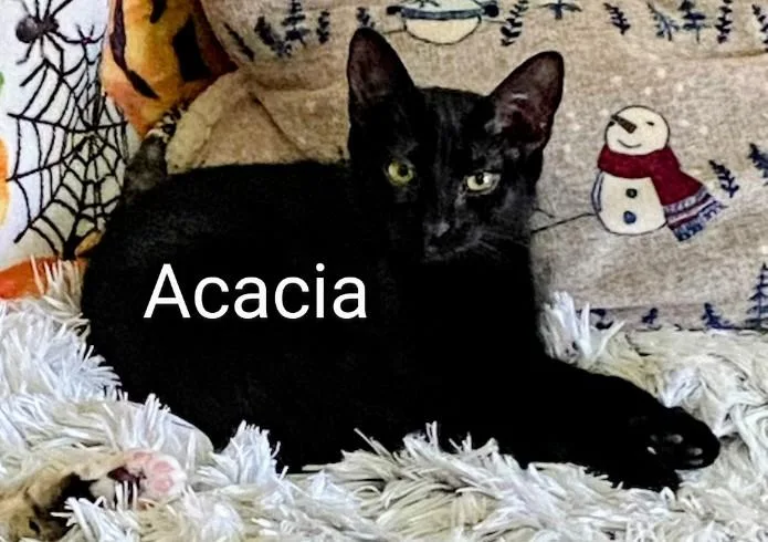 An adult medium-sized female Black Domestic Short Hair cat named Acacia for adoption in Binghamton, NY
