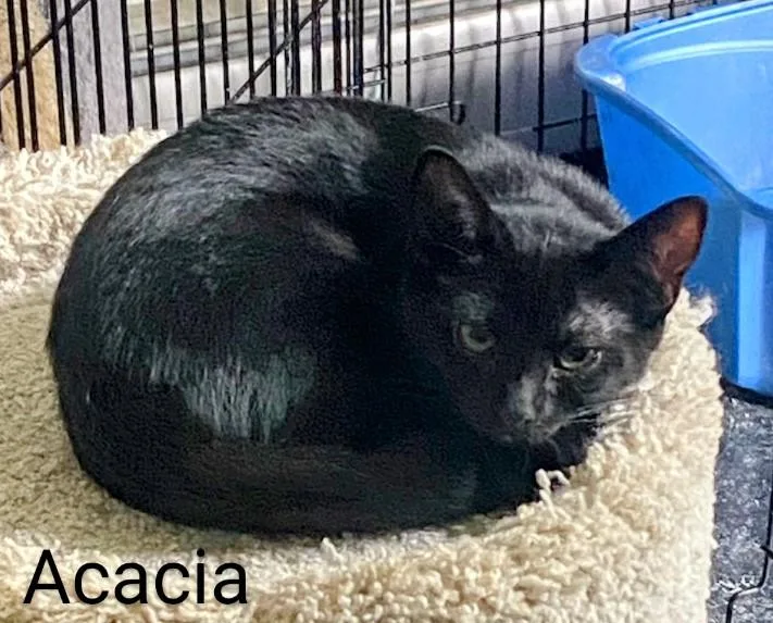 Acacia thumbnail 2