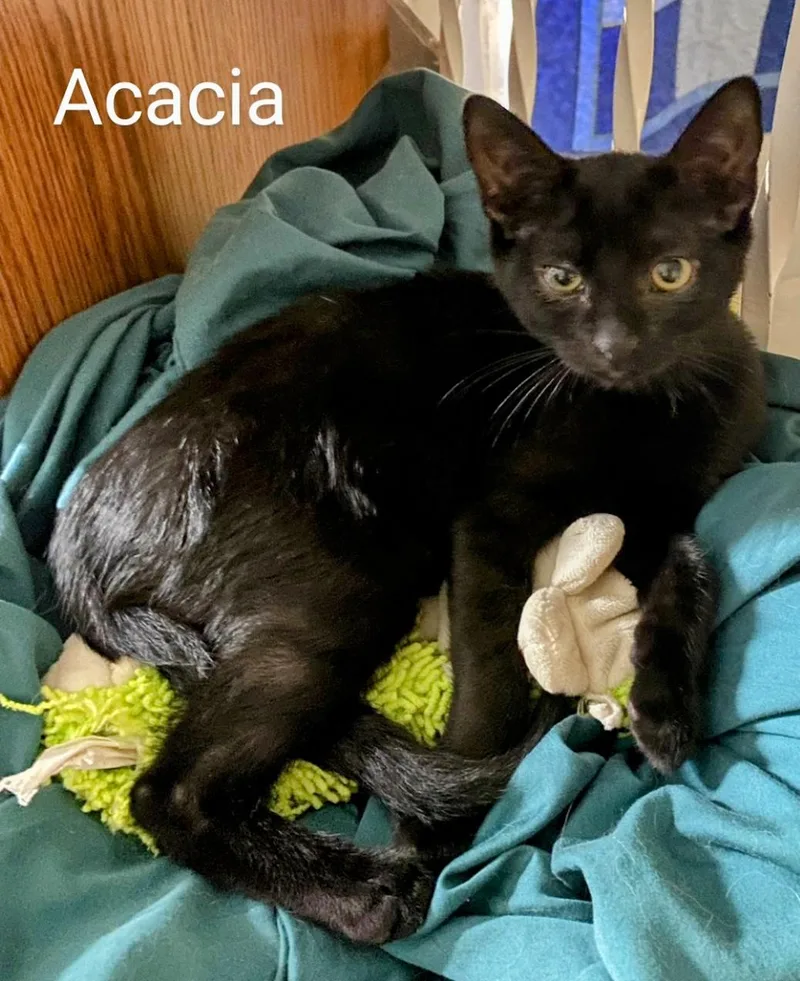 Acacia thumbnail 3