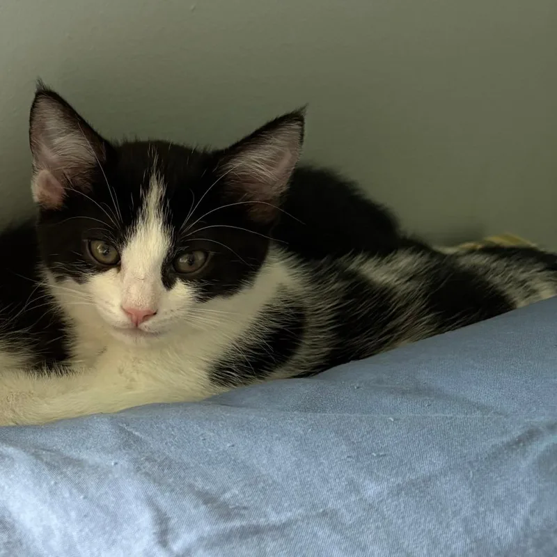 A baby small-sized female Domestic Short Hair cat named Opal for adoption in Newark, DE