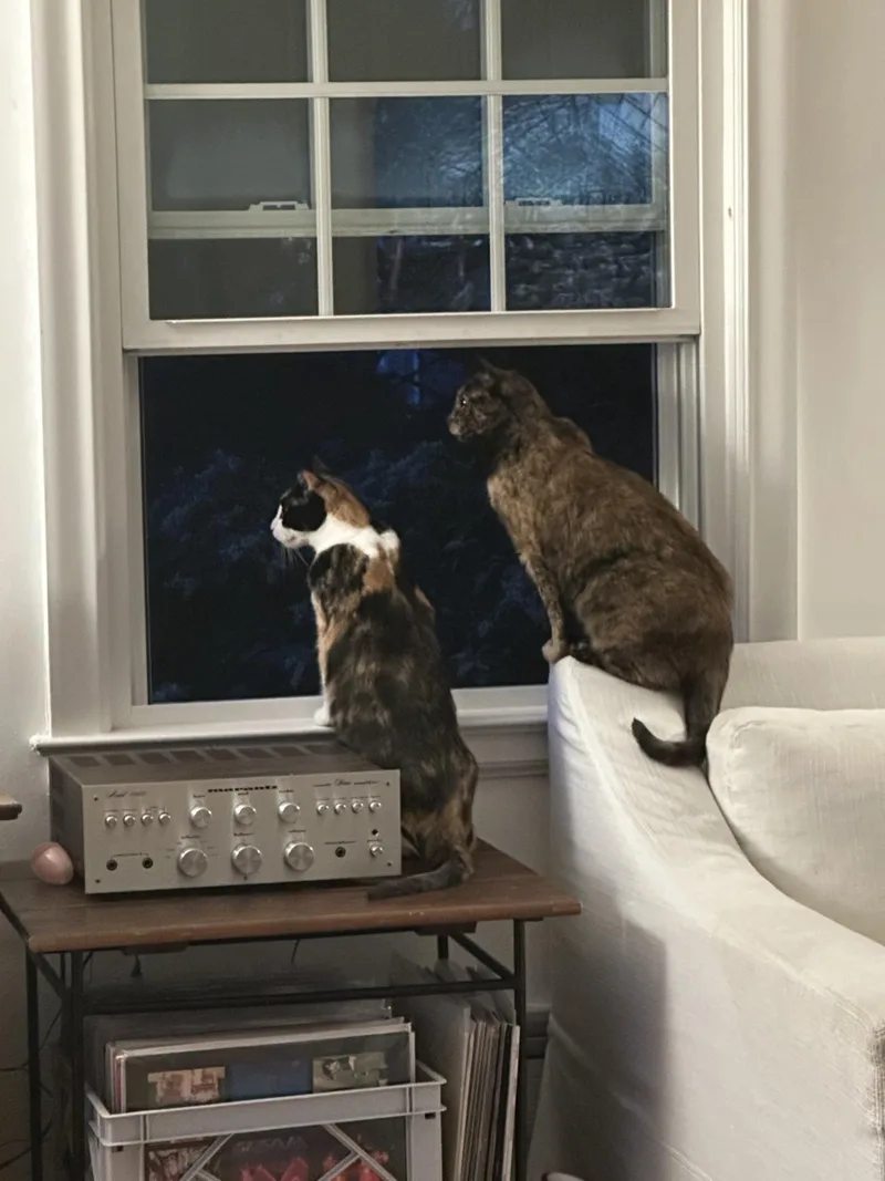 A young medium-sized female Domestic Short Hair cat named Miko & Rumi for adoption in North Haven, CT
