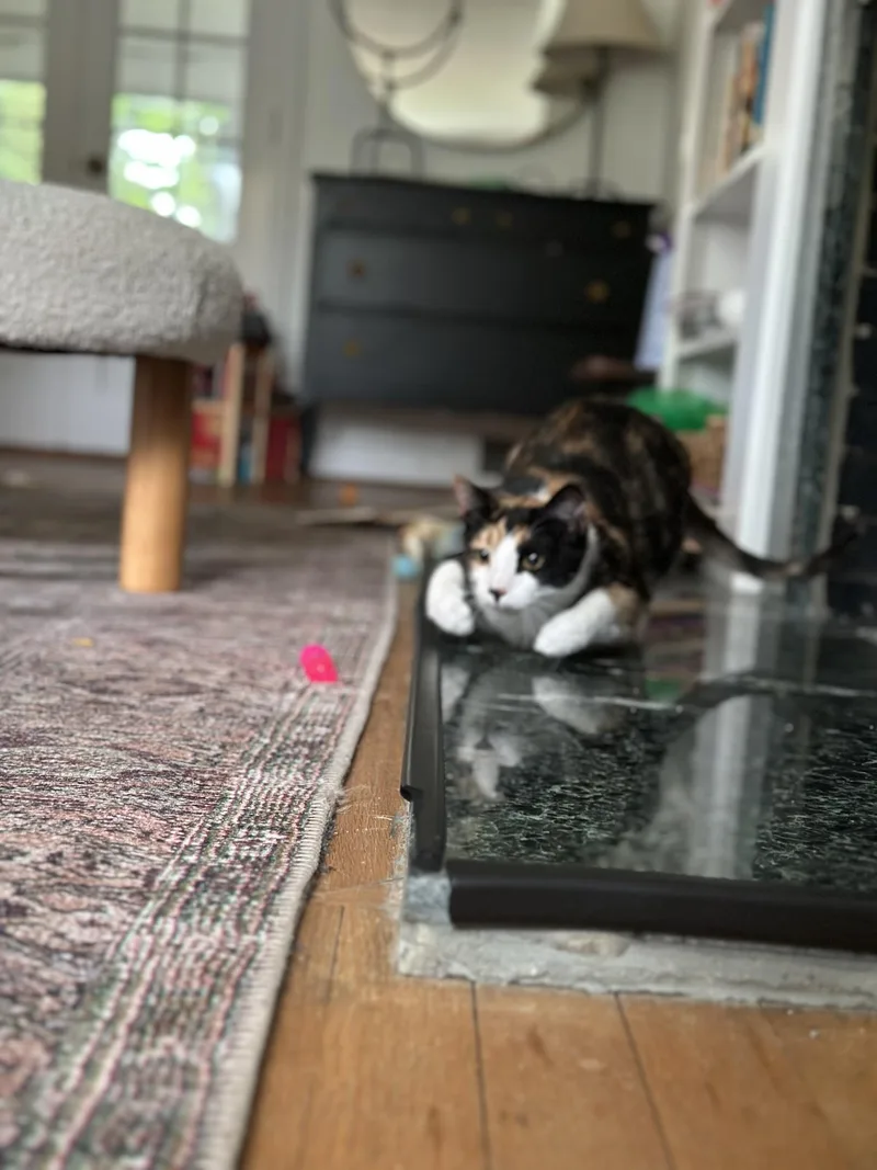 Miko & Rumi thumbnail 3