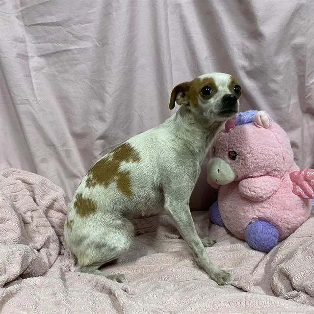 An adult small-sized female Chihuahua dog named Caramel for adoption in Modesto, CA