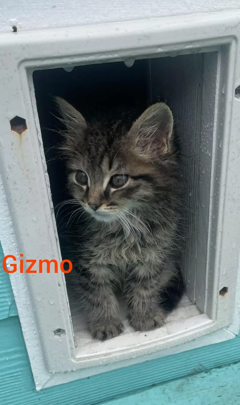 Gizmo