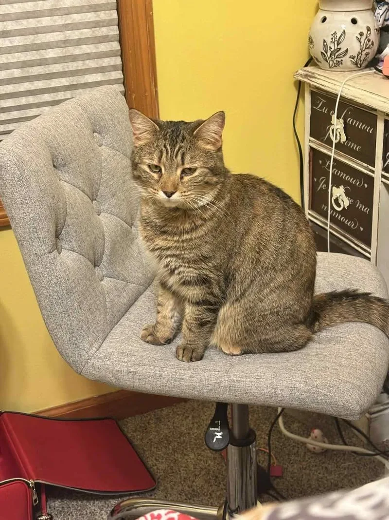 An adult medium-sized female Tabby (Brown / Chocolate) Domestic Short Hair cat named Jem for adoption in Tipp City, OH