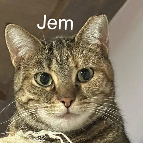 Jem thumbnail 3