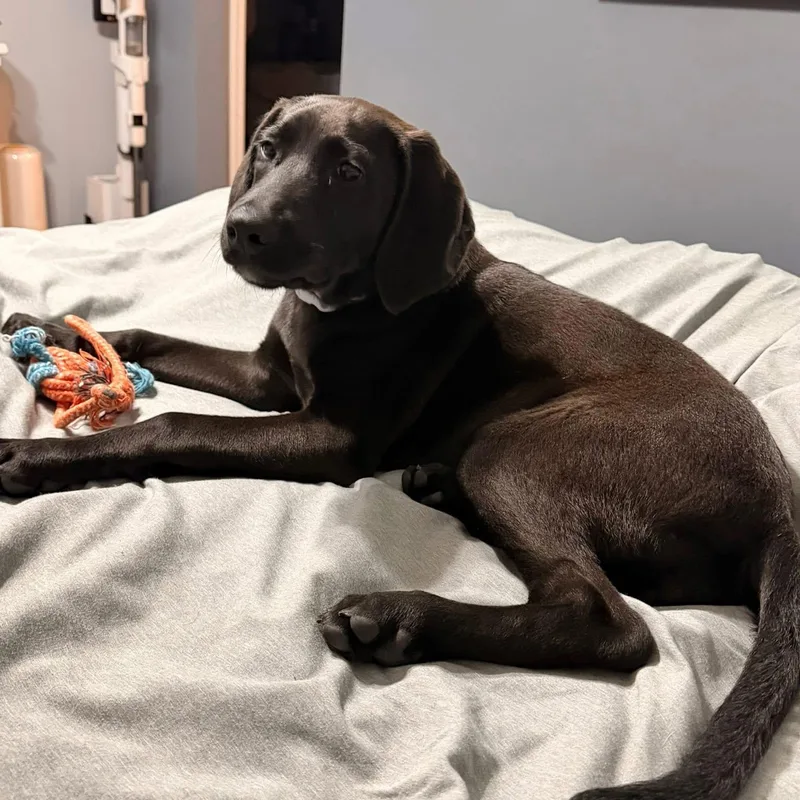 A baby medium-sized female Redbone Coonhound dog named Ruby June for adoption in Collingswood, NJ