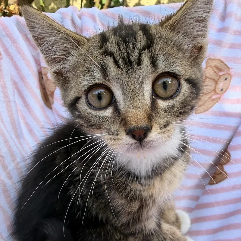 A baby small-sized male Brown / Chocolate Domestic Short Hair cat named Parsley for adoption in Pacific Palisades, CA