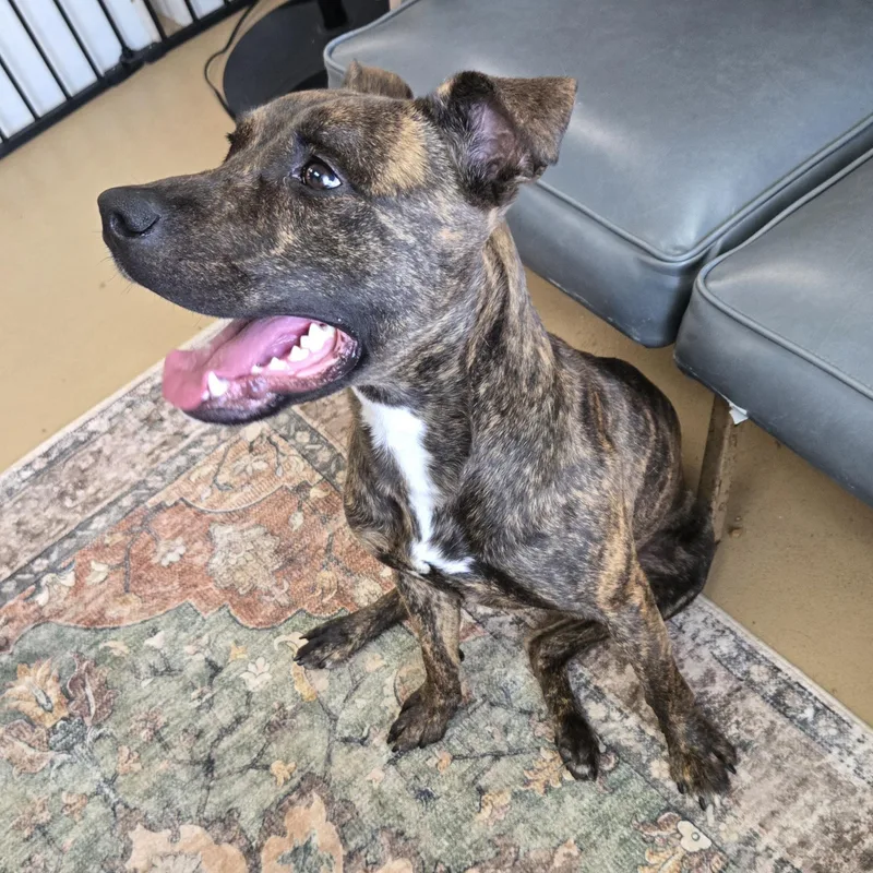 A young medium-sized male Brindle American Bulldog dog named Indiana Bones for adoption in Xenia , OH