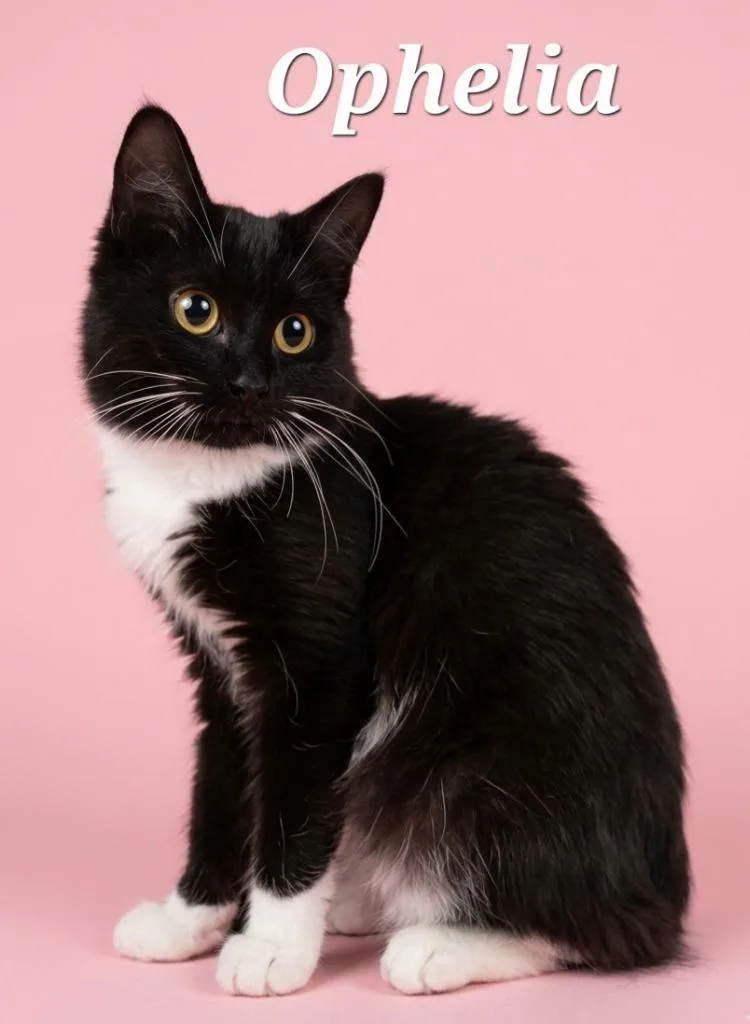 A young small-sized female Domestic Medium Hair cat named Ophelia for adoption in Rutherfordton, NC