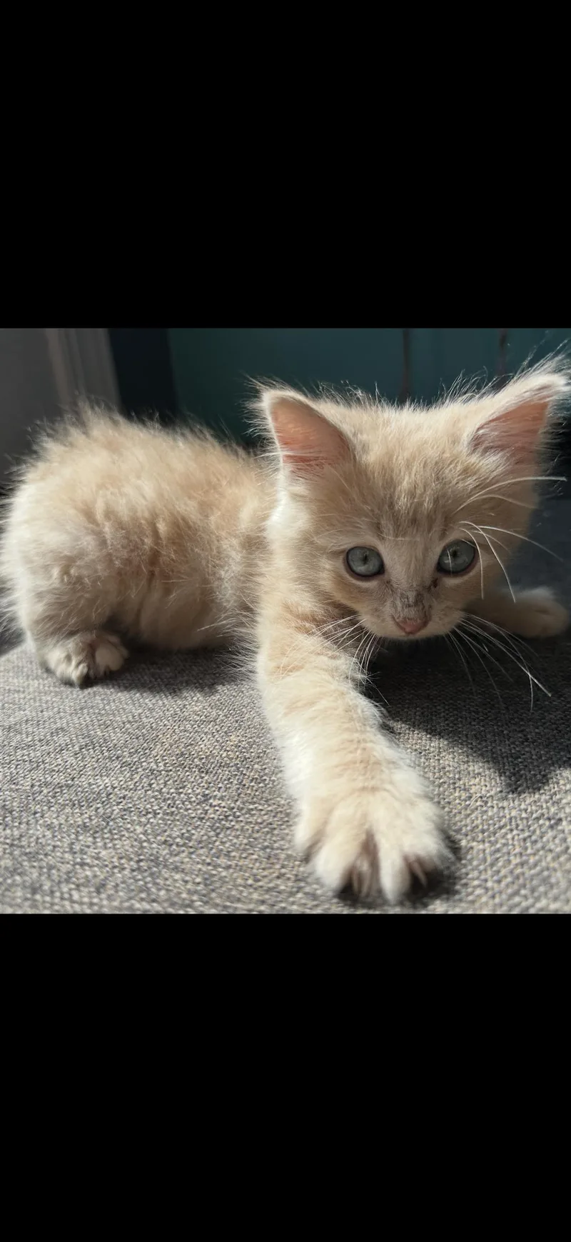 A baby medium-sized male Buff / Tan / Fawn Domestic Medium Hair cat named Laird for adoption in Marvin, NC