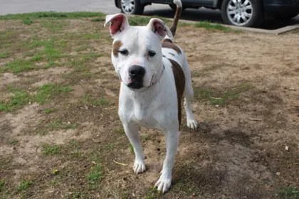 An adult large-sized male Pit Bull Terrier dog named Charlie for adoption in Kansas City, MO
