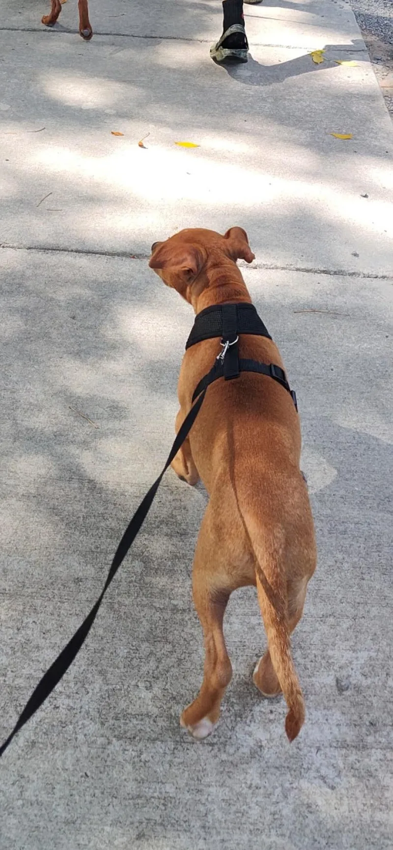 A young medium-sized male Golden Pit Bull Terrier dog named Jesse for adoption in Midland, MI