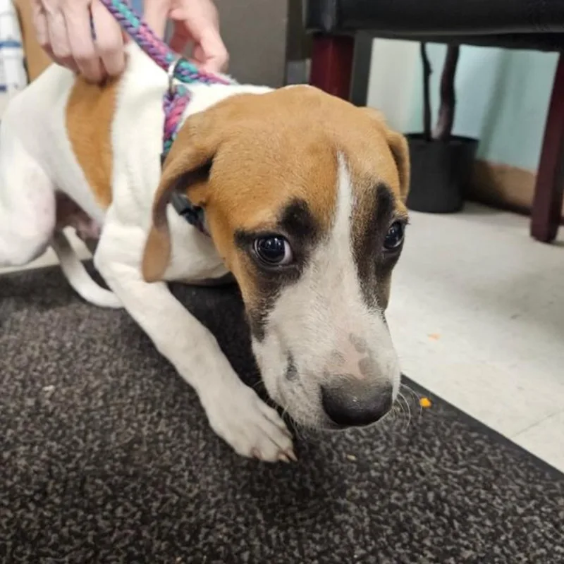 A young medium-sized male Terrier dog named Hogarth for adoption in Birmingham, AL