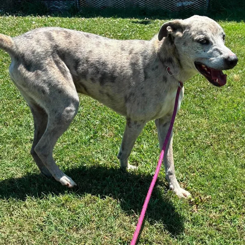 An adult medium-sized male White / Cream Catahoula Leopard Dog dog named Leonard for adoption in Hackett, AR