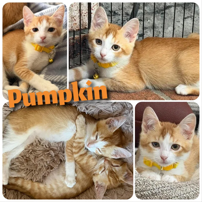 A baby small-sized male Tabby (Orange / Red) Domestic Short Hair cat named Pumpkin for adoption in Hollister, CA